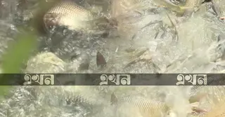 কার্প চাষে নাটোরের সাফল্য, লক্ষ্য এবার বিশ্ববাজার